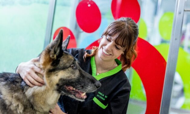 Leptospirosis: afecta a mascotas y sus dueños