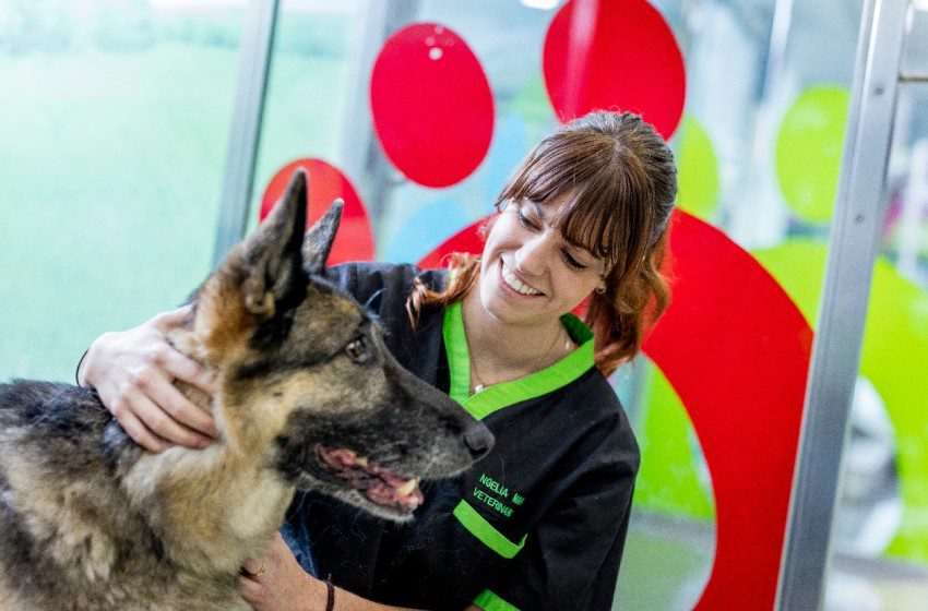 Leptospirosis: afecta a mascotas y sus dueños