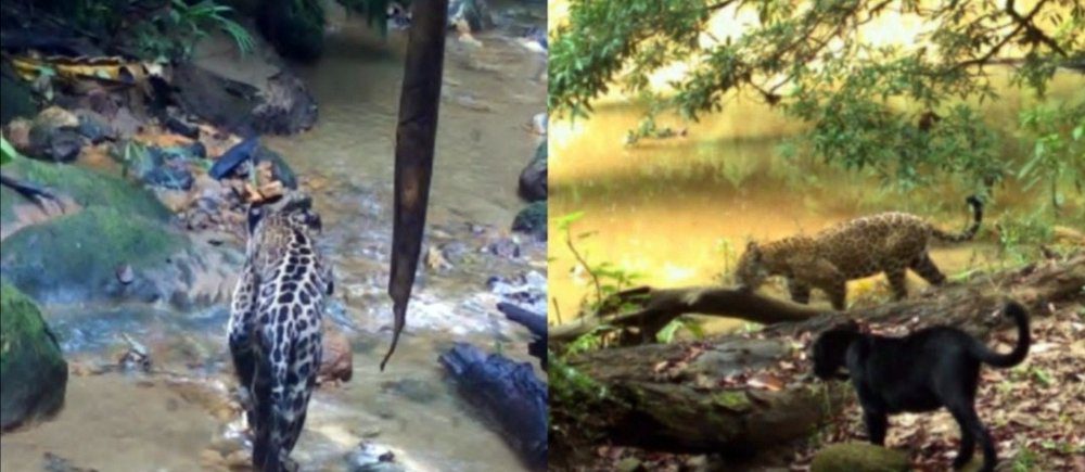 Descubre cómo se promueve la vida silvestre en el Perú