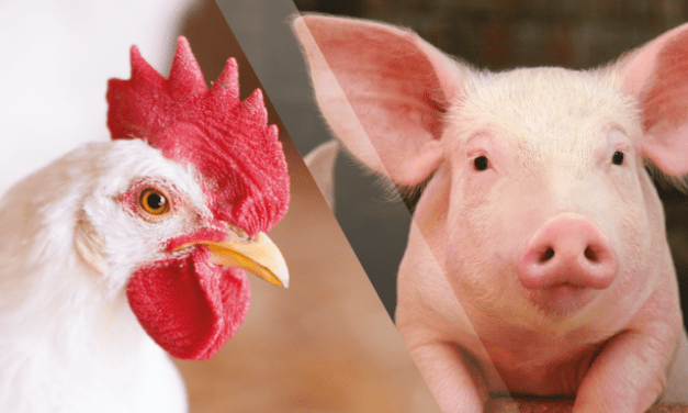 DSM lanza nueva generación de fitasa para aves y cerdos