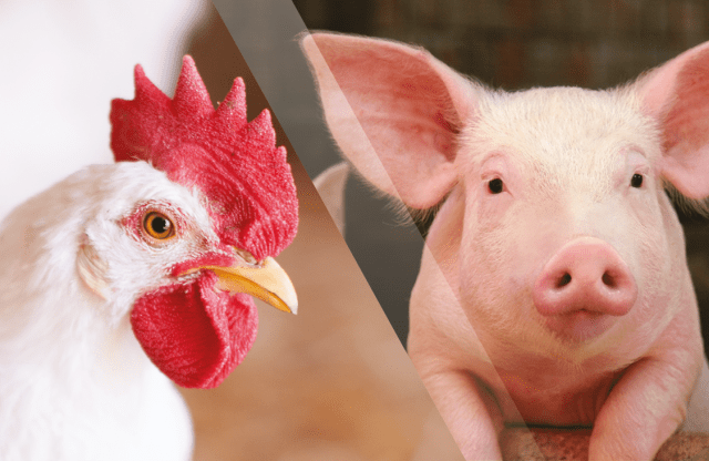 DSM lanza nueva generación de fitasa para aves y cerdos