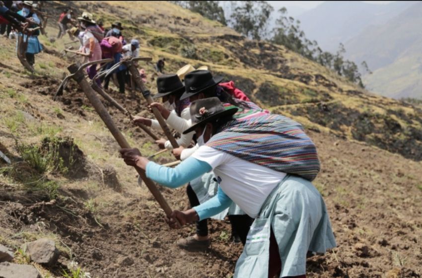 Campaña agrícola fue asegurada gracias a fertilizantes y financiamiento