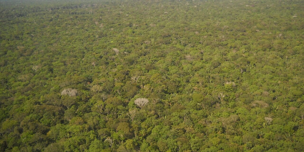 ¿Cómo el Perú ha perdido más de 2,5 millones de hectáreas de bosque desde 2001?