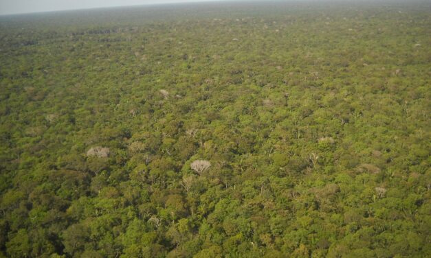 ¿Cómo el Perú ha perdido más de 2,5 millones de hectáreas de bosque desde 2001?