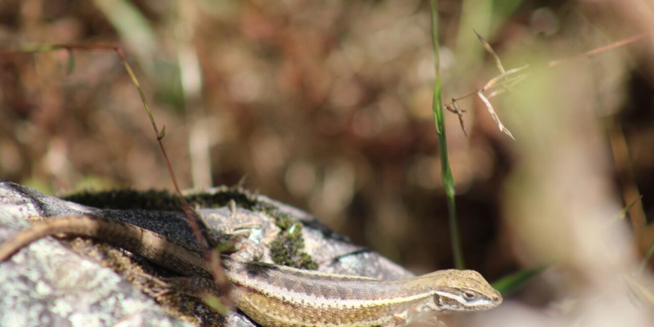 Nueva especie de lagartija es descubierta en La Cordillera Blanca