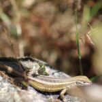 Nueva especie de lagartija es descubierta en La Cordillera Blanca