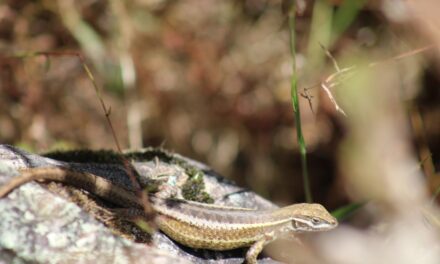 Nueva especie de lagartija es descubierta en La Cordillera Blanca