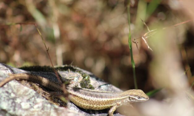 Nueva especie de lagartija es descubierta en La Cordillera Blanca