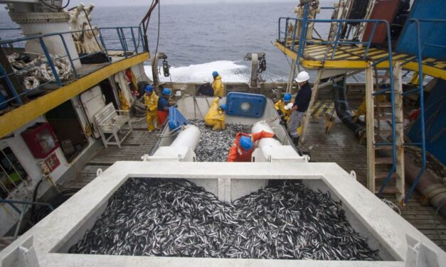 Día Nacional de la MYPE: más de 3,500 pequeñas empresas sostienen servicios clave para la pesca peruana