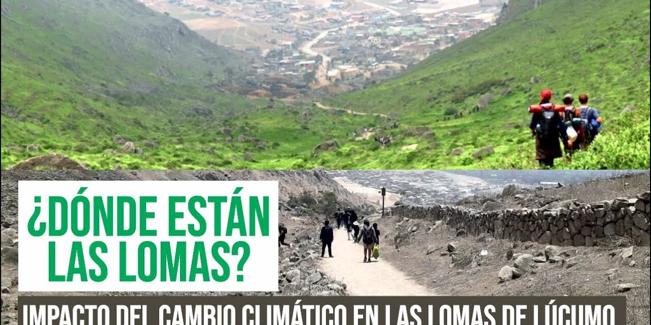 ¿Dónde están las lomas? Impacto del cambio climático en las Lomas de Lúcumo.