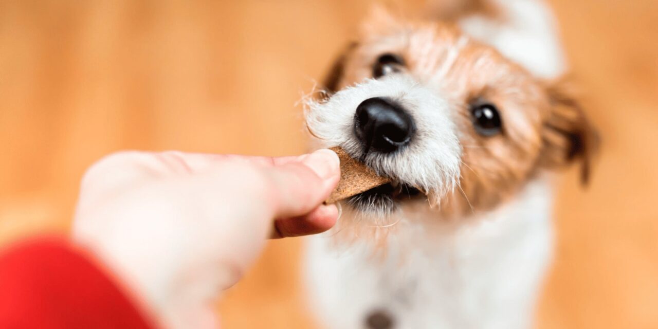 Día del Perro: 5 claves para cuidar bien a tu mascota y protegerla ante cualquier imprevisto