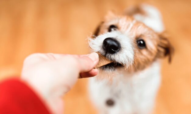 Día del Perro: 5 claves para cuidar bien a tu mascota y protegerla ante cualquier imprevisto