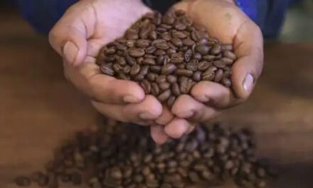 Ruta del café en la Selva Central: qué hacer en La Merced, Villa Rica y Oxapampa