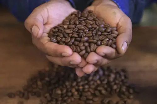Ruta del café en la Selva Central: qué hacer en La Merced, Villa Rica y Oxapampa